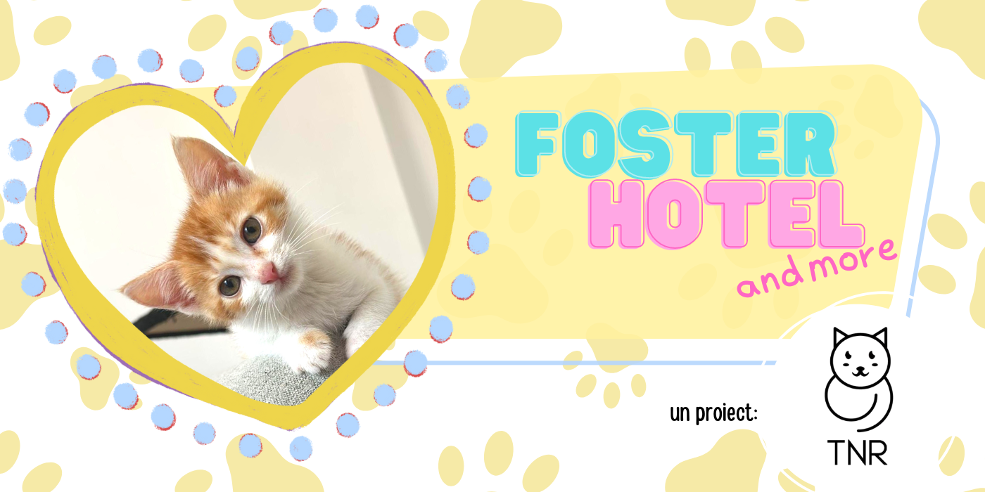 Primul Hotel Foster Pentru Pisici din București